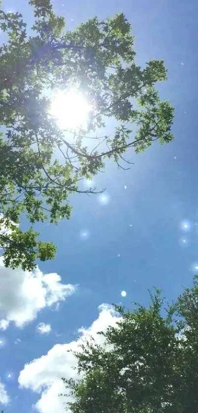 Bright sunny day with blue sky and trees.