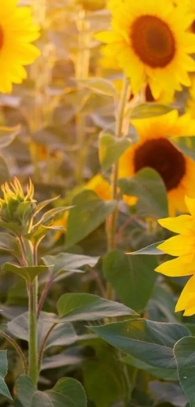 Yellow sunflowers in a sunny field mobile wallpaper.