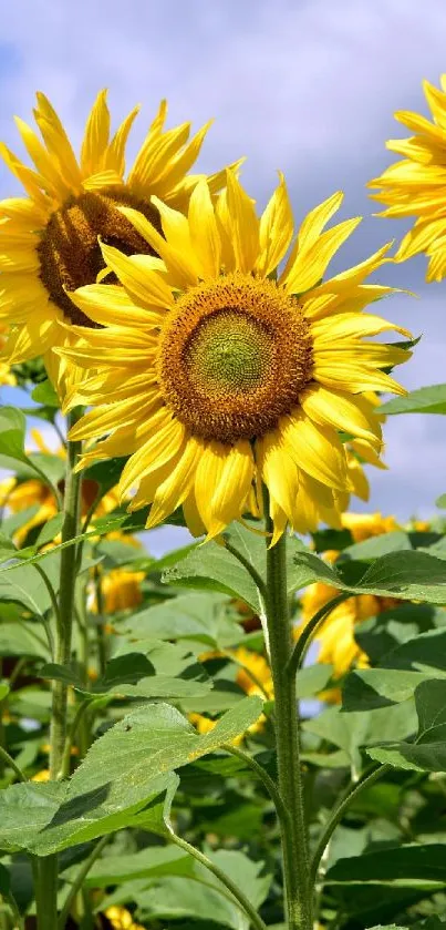 Vibrant sunflowers blooming under a clear blue sky.