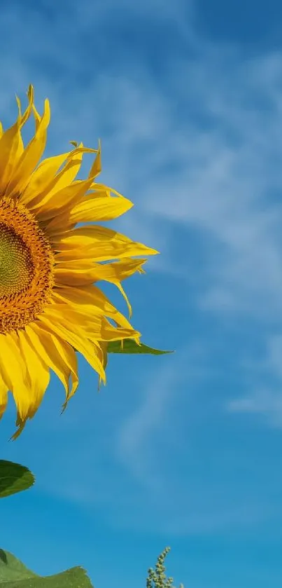 A bright sunflower against a clear blue sky, perfect for a vibrant mobile wallpaper.