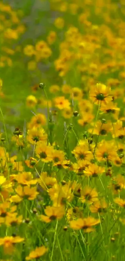 Bright yellow flowers in a sunny field wallpaper.