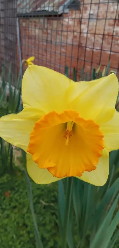 Bright yellow daffodil with orange center on a rustic garden background.