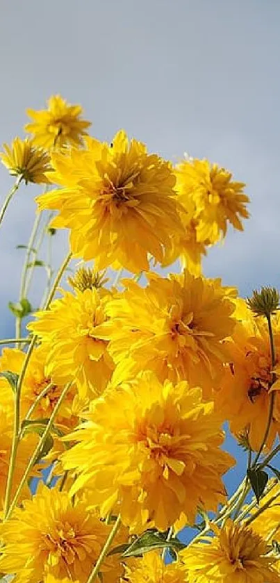 Bright yellow flowers with a clear blue sky.