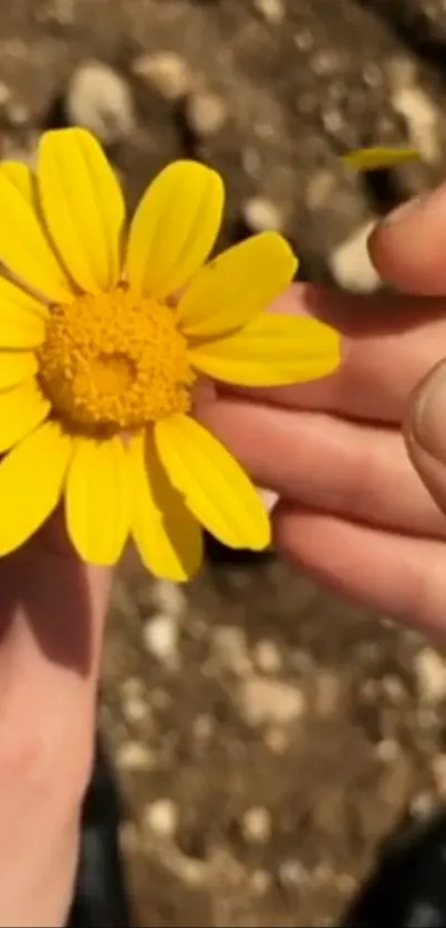 Close-up of a bright yellow flower held by hands.