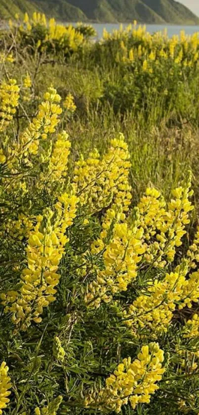 Mobile wallpaper with yellow flowers in nature by the coast.