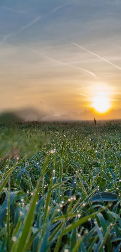 Sunrise over a dewy grass field with vibrant green and orange hues.