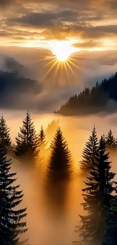 Sunrise over misty pine trees with golden light.