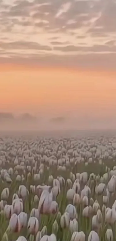 Vast tulip field under a soft pink sunrise sky, evoking tranquility and natural beauty.