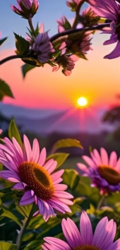 Colorful pink flowers at sunset creating a serene nature view.
