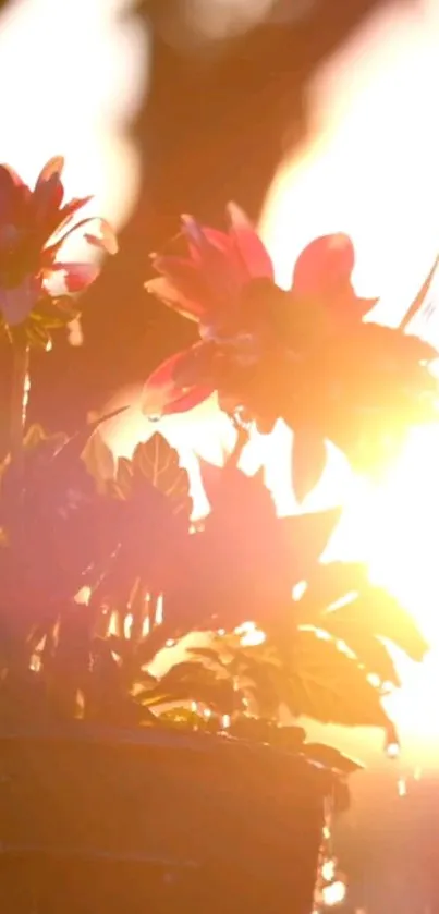 Flowers backlit by a warm sunset glow, offering serenity and beauty.