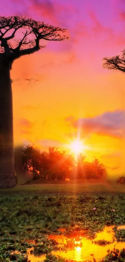 Baobab trees silhouetted against a vibrant African sunset.