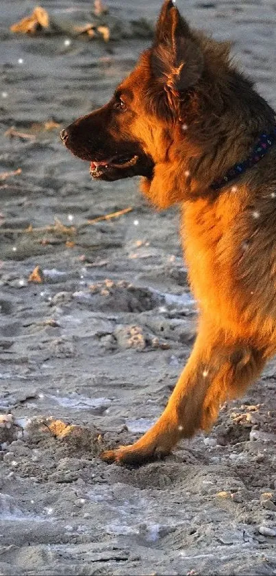 German Shepherd walking on a beach during sunset, casting a golden glow.