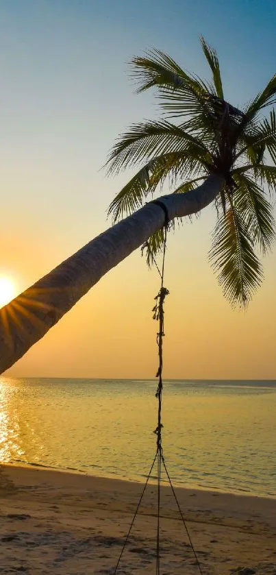 Palm tree with swing at sunset on a tranquil beach.