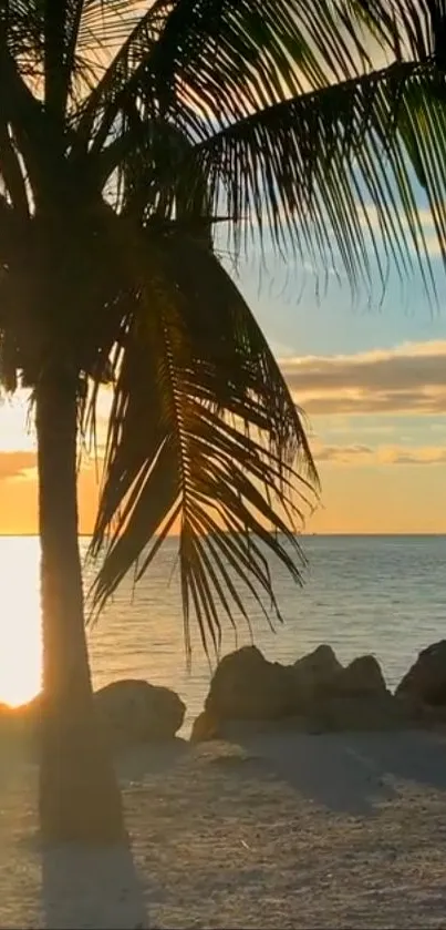 Palm tree silhouette against a golden sunset on the beach.