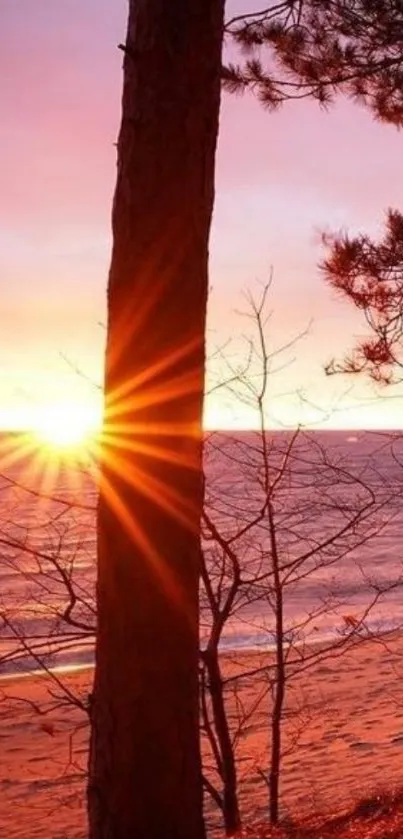 Beach sunset with trees and orange sky.