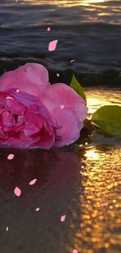 Pink rose on beach at sunset, golden reflections on sand.