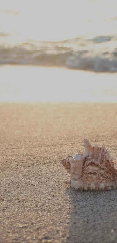 A seashell on sandy beach during sunset, perfect for a serene mobile wallpaper.