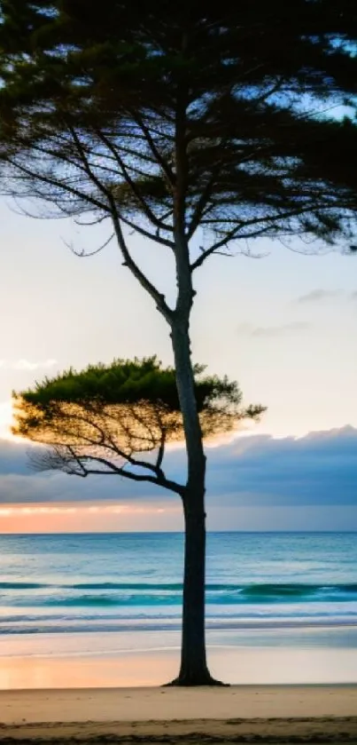 A lone tree stands on a serene beach with a vibrant sunset in the background.