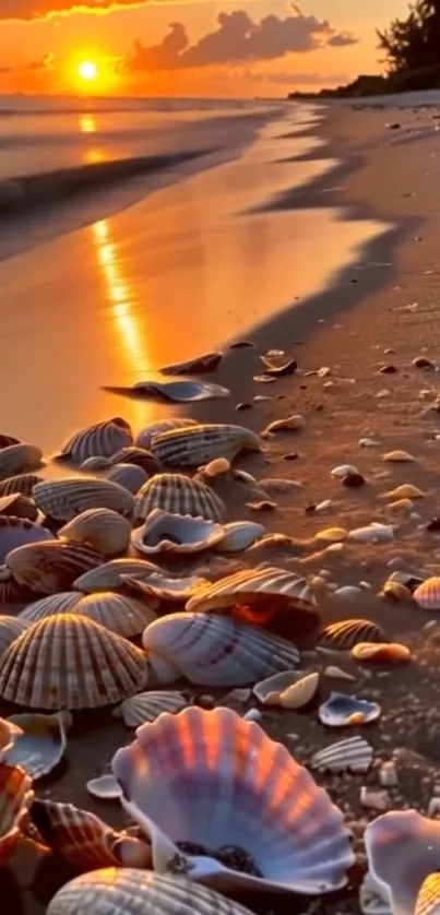 Seashells on a sunset beach with golden reflections.