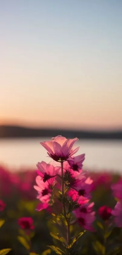 Pink flowers at sunset with serene lake scenery.