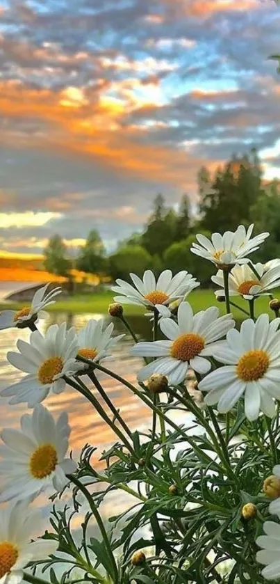 Daisies by a serene lake at sunset with a colorful sky.