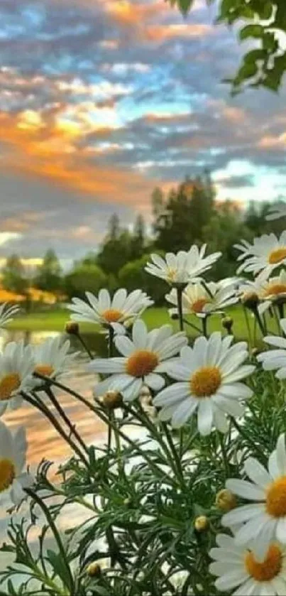 White daisies in a sunset meadow with vibrant sky and greenery.