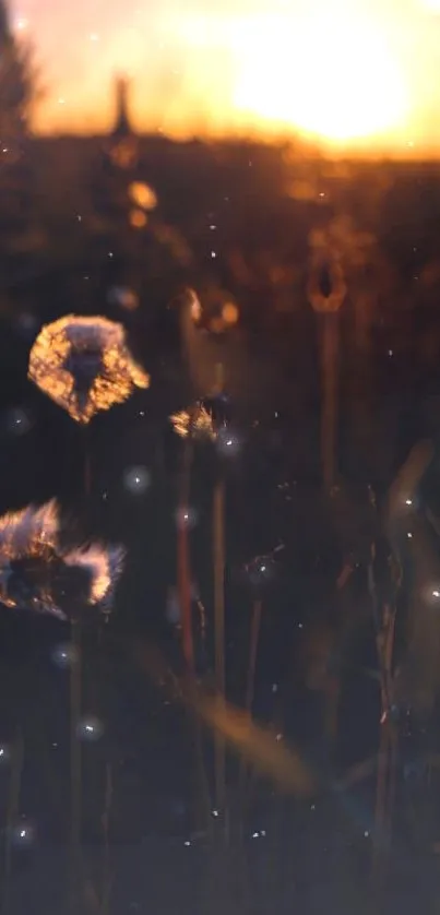 Glowing dandelions under a sunset sky, creating a tranquil and warm scene.