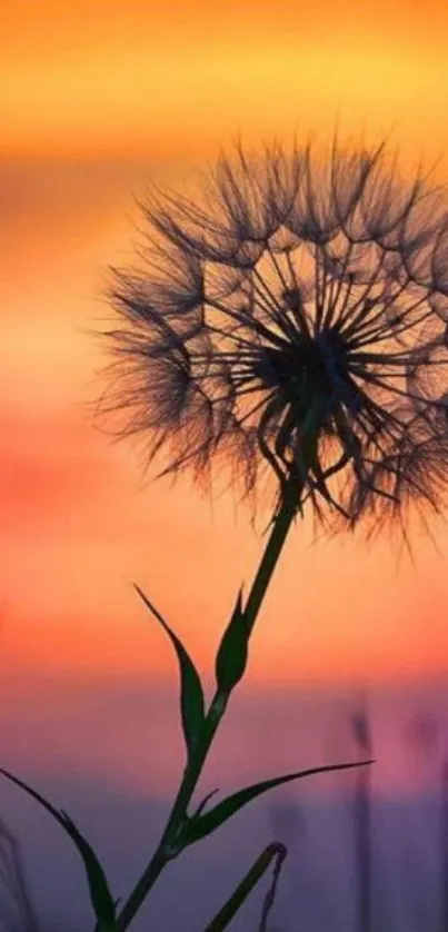 Silhouette of a dandelion against a vibrant sunset sky.