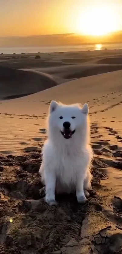 White fluffy dog in desert at sunset with sand dunes.