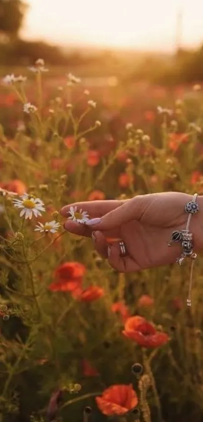 Hand touching flowers in sunset field scene.