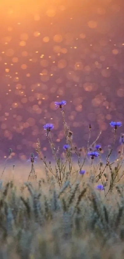 Serene sunset over a field with glowing sky and flowers.