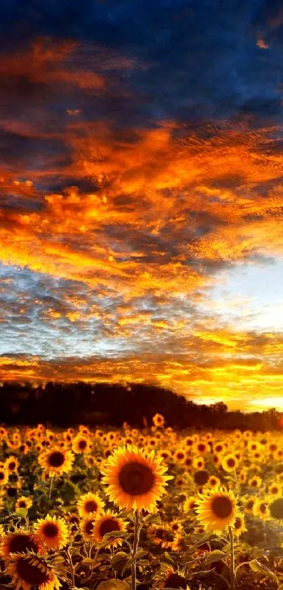 Sunset over a field of sunflowers under a vibrant sky.