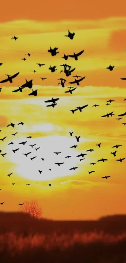 Sunset with flock of birds flying in an orange sky.