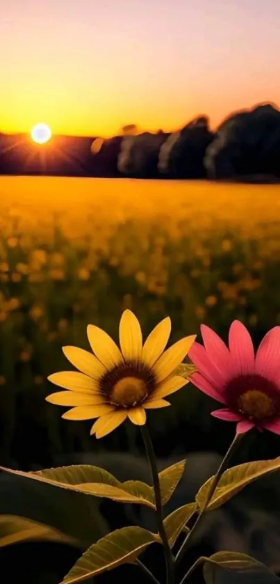 Mobile wallpaper of sunset with vibrant flowers in foreground.