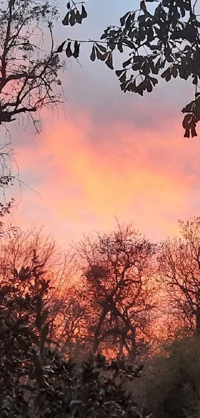 Beautiful sunset forest with silhouetted trees and pink sky.