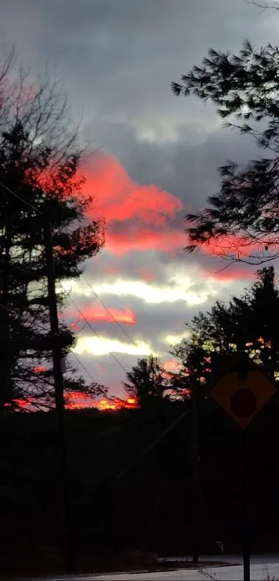 Forest road with vibrant sunset sky and dark tree silhouettes.