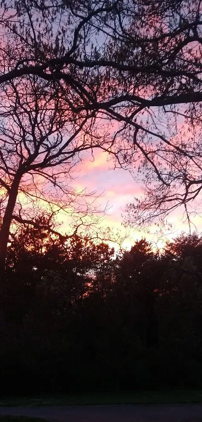 Forest silhouette with pink sunset sky.