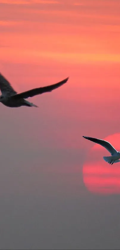 Seagulls flying against a coral sunset sky.