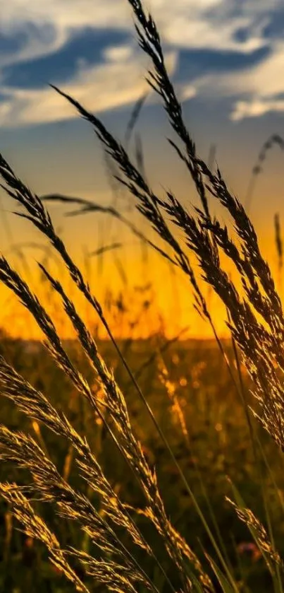 Silhouetted grass against an orange sunset sky on a mobile wallpaper.