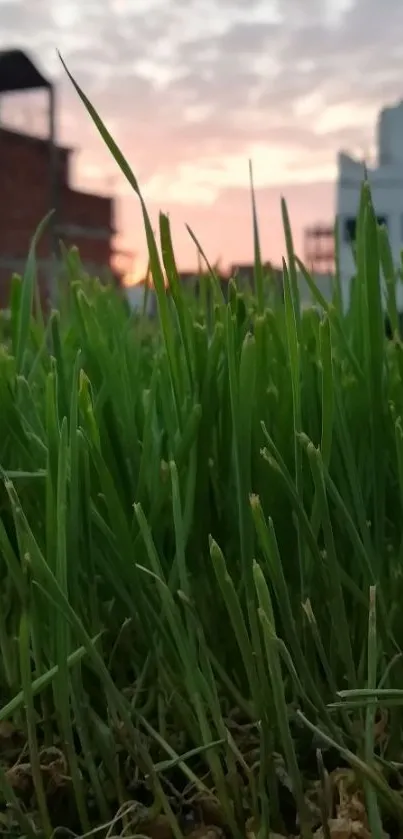 Green grass with urban sunset in background.