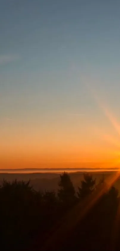 Beautiful sunset horizon with trees silhouette and vibrant orange sky.