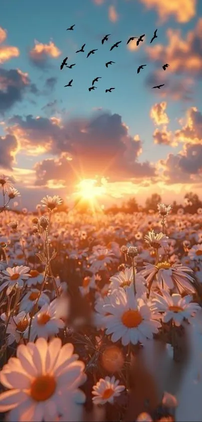 Field of daisies at sunset with vibrant sky and birds flying overhead.