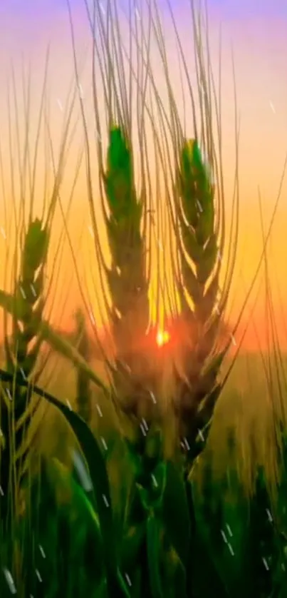 Sunset over a wheat field with orange sky.