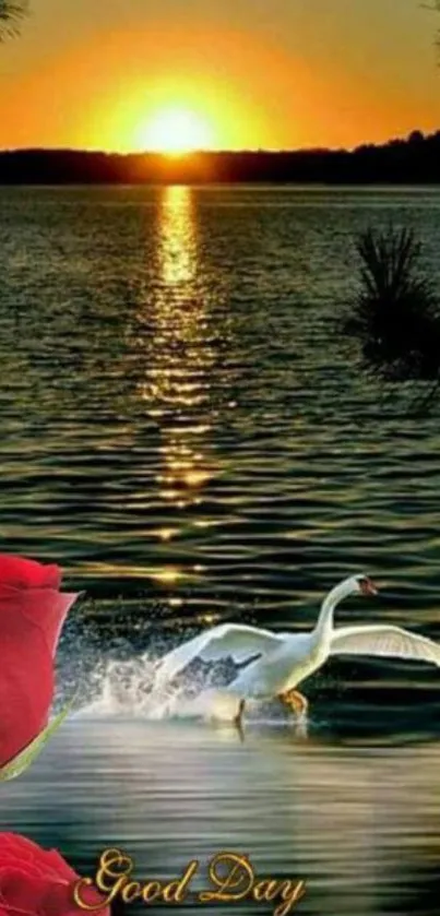 Swan swimming at sunset with roses by a lake.