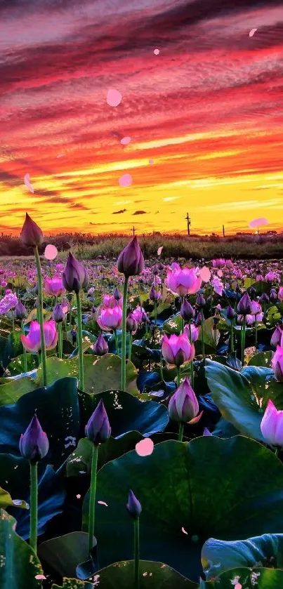 Lotus field at sunset with vibrant sky and flowers.