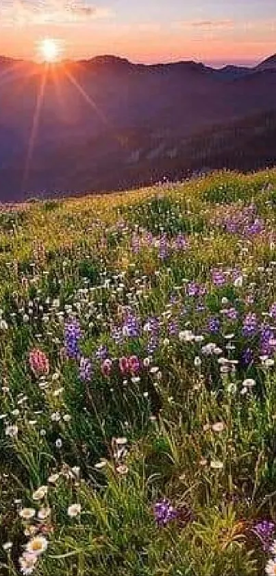 Sunset over a meadow with wildflowers and mountains.