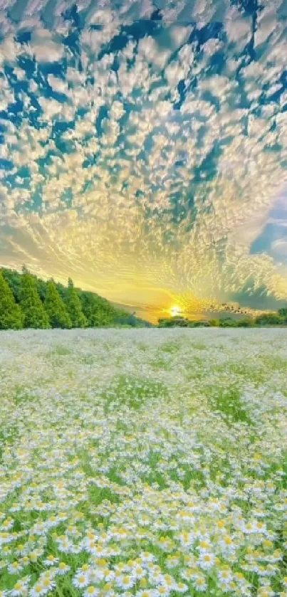 Daisy field with stunning sunset sky background.