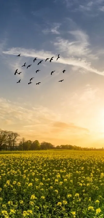 Peaceful sunset behind a field of yellow blossoms with trees and a flock of birds.