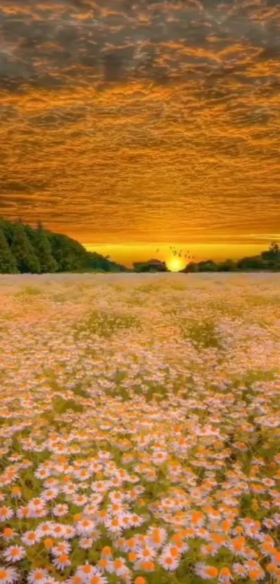 Golden sunset over daisy field wallpaper.