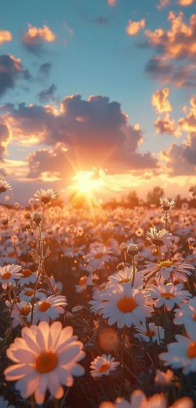 Beautiful sunset over a field of daisies with a vibrant sky.